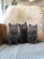 Britse korthaar kittens, Poes, Ontwormd, 0 tot 2 jaar