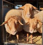GEZOCHT: Coburger Fuchs ram ZWOEGERVRIJ, Dieren en Toebehoren, Schapen, Geiten en Varkens, Mannelijk, Schaap, 0 tot 2 jaar