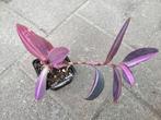 Tradescantia pink stripe, Ophalen of Verzenden, Overige soorten, Minder dan 100 cm