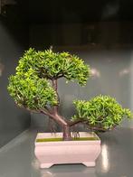 Bonsai kunstplant, Ophalen of Verzenden, Zomer, Halfschaduw