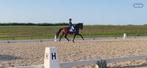 Fijne paarden gezocht voor doorlopende klanten., Dieren en Toebehoren, Paarden, Z, Ruin, Dressuurpaard, 160 tot 165 cm