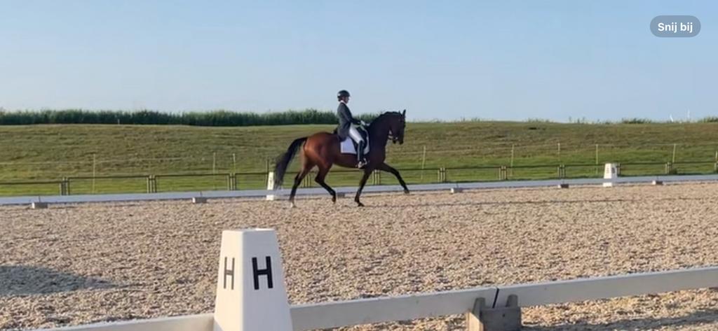 Fijne paarden gezocht voor doorlopende klanten., Dieren en Toebehoren, Paarden, Ruin, Z, 160 tot 165 cm, 7 tot 10 jaar, Dressuurpaard