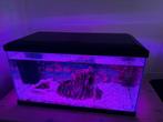 Gratis tropisch aquarium met ancistrus en accessoires, Dieren en Toebehoren, Ophalen, Gebruikt, Gevuld zoetwateraquarium