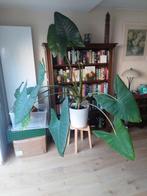 Olifantsoor, Alocasia Zebrina, Huis en Inrichting, Ophalen, Overige soorten, Minder dan 100 cm