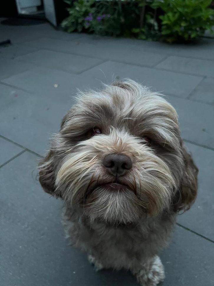 Dekreu maltipoo, IS NIET TE KOOP!, Dieren en Toebehoren, Honden | Dekreuen, Reu, Particulier, Eén hond, Nederland, 1 tot 2 jaar