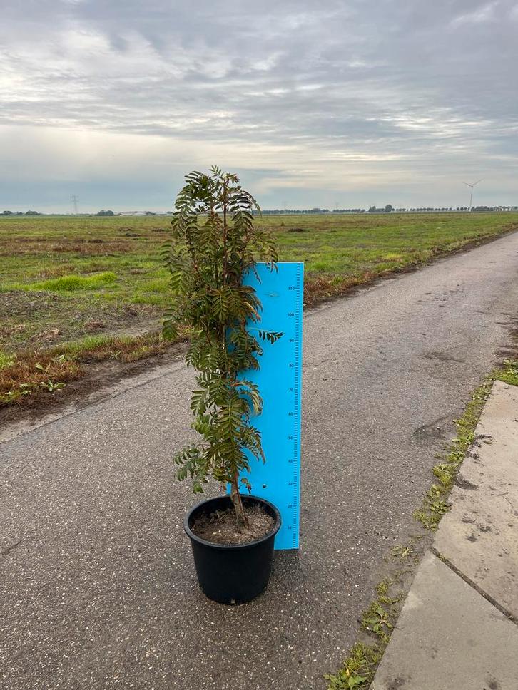 Sorbus Autumn Spire - Noord Hollandse Kwaliteit!, Tuin en Terras, Planten | Bomen, Zuilboom, 100 tot 250 cm, Volle zon, Lente