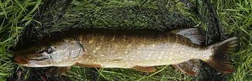 Deel 6) 2 sets FL snoekstreamers op Double Hook / Fleurhaak beschikbaar voor biedingen
