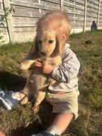 Prachtige blondje teckel pupjes, Dieren en Toebehoren, België, Particulier, 8 tot 15 weken, Dwerg