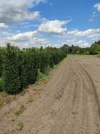 taxus haagplanten/wolken, Ophalen, Taxus, Haag, Minder dan 100 cm