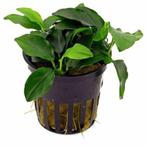 anubias bonsai €5,50, Ophalen of Verzenden, Nieuw, Overige typen