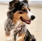 Aussie/Australiandoodle. Pups, Dieren en Toebehoren, Particulier, Meerdere, 8 tot 15 weken, Meerdere dieren
