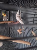 Twee valkparkieten met kooi, Meerdere dieren, Parkiet