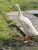 Jonge loopeenden, Dieren en Toebehoren, Pluimvee, Meerdere dieren, Eend