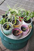 Stekjes, Ophalen, Halfschaduw, Minder dan 100 cm