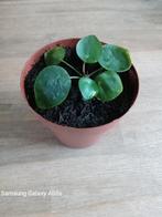 pannekoeken plant 12/17cm pot, Ophalen