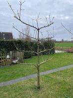 Fruitbomen in leivorm, Kers, Pruim en Stoofpeer, Kersenboom, Lente, Volle zon, 250 tot 400 cm