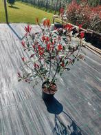 Photinia 'Carre Rouge' haagplanten 80-100cm, Ophalen of Verzenden, Overige soorten, Minder dan 100 cm