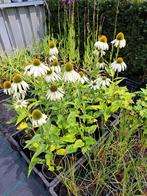 Echinacea Purpurea White Swan, Ophalen, Zomer, Vaste plant, Volle zon