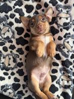 Choco and tand Jack Russell pups, Dieren en Toebehoren, Rabiës (hondsdolheid), Jack Russell Terriër, Reu, 8 tot 15 weken