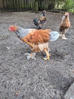 Brahma hanen, Dieren en Toebehoren, Pluimvee, Mannelijk, Kip