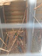 Jonge penant rosellas, Meerdere dieren, Parkiet