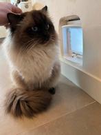 Seal Point Ragdoll langharige dekkater, Dieren en Toebehoren, 0 tot 2 jaar