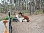 Alpaca dekhengst van 2022 donker bruin zwart, Dieren en Toebehoren, Juni, Mannelijk