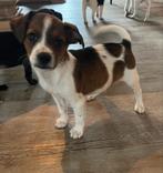 Kruising kooiker pups, Overige rassen, 8 tot 15 weken, CDV (hondenziekte), Meerdere dieren