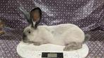 Duitse Reus Blue Sable, Meerdere dieren, Groot