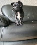 Mooie chihuahua pups, Dieren en Toebehoren, Honden | Chihuahua's en Gezelschapshonden, Rabiës (hondsdolheid), 8 tot 15 weken, Meerdere