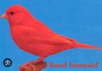 Gezocht rood intensief kanarie pop, Dieren en Toebehoren, Vogels | Kanaries, Kleurkanarie, Vrouwelijk
