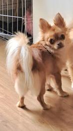 Gezocht oppas hond, Eén persoon