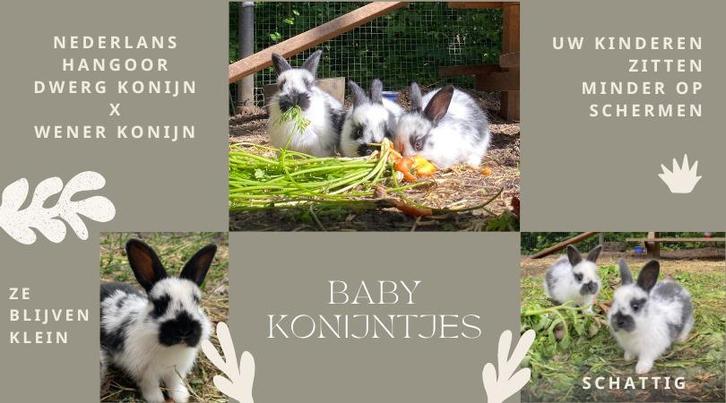 Konijnen, Dieren en Toebehoren, Pluimvee | Toebehoren, Nieuw, Overige typen, Ophalen