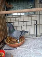 Postduif ( doffer), Dieren en Toebehoren, Vogels | Duiven, Mannelijk, Postduif