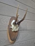 Ree Gewei op houten schild jacht mancave overkapping d93, Verzamelen, Dierenverzamelingen, Ophalen of Verzenden, Gebruikt, Hert