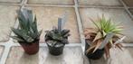 Cactussen en vetplanten: zes mooie haworthia's, Ophalen of Verzenden, Overige soorten, Halfschaduw, Minder dan 100 cm