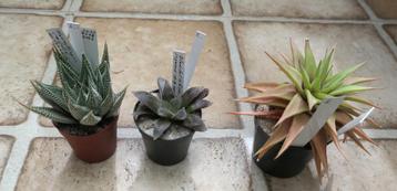 Cactussen en vetplanten: zes mooie haworthia's beschikbaar voor biedingen