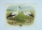 Ooievaars jong en volwassen van M.A. Koekkoek, Antiek en Kunst, Kunst | Litho's en Zeefdrukken, Verzenden