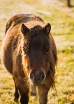 Verzorgster gezocht voor pony’s, Dieren en Toebehoren, Paarden en Pony's | Overige Paardenspullen, Nieuw, Ophalen of Verzenden
