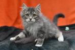 Kleurrijke Siberische poesjes dromen van carriere op Catwalk, Dieren en Toebehoren, Katten en Kittens | Raskatten | Langhaar, Poes