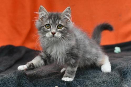 Kleurrijke Siberische poesjes dromen van carriere op Catwalk, Dieren en Toebehoren, Katten en Kittens | Raskatten | Langhaar, Poes
