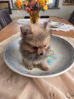 pomeriaan pupys 750 euro mooie en zijn kein, Meerdere, Meerdere dieren, Nederland, Particulier