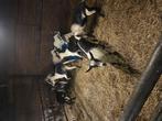 Te koop nog enkele pauwgeiten, Dieren en Toebehoren, Meerdere dieren, Schaap
