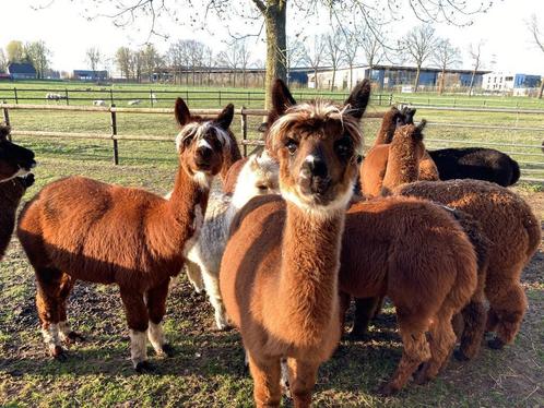 alpacawol te koop (alpaca wol), Hobby en Vrije tijd, Spinnewielen en Spinnen, Nieuw, Spinwol, Ophalen