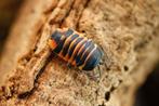 Ardentiella sp. Ember Bee, Overige soorten