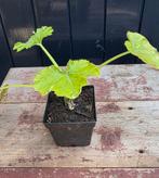 Courgette planten, Tuin en Terras, Ophalen, Eenjarig, Groenteplanten