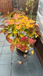 Hortensia, Overige soorten, Vaste plant, Ophalen of Verzenden, Halfschaduw