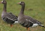 Gezocht: mannelijke kolganzen, Mannelijk, Gans of Zwaan