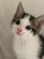 kitten katertje kater, Kater, Ontwormd, 0 tot 2 jaar