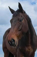 Amos, 6-jarige Ierse Volbloed ruin, Dieren en Toebehoren, Paarden, Ruin, Recreatiepaard